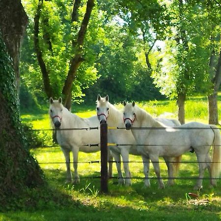 Maison De Campagne Au Coeur D'Un Elevage De Poneys Connemara Le Landreau Esterno foto