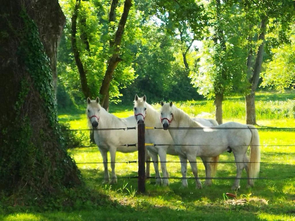 Maison De Campagne Au Coeur D'Un Elevage De Poneys Connemara Le Landreau Esterno foto